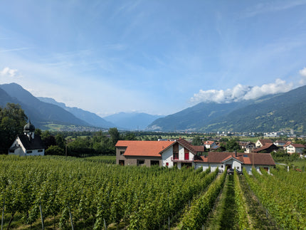 スイス東部グラウビュンデン州マランスに広がるピノ・ノワールのブドウ畑